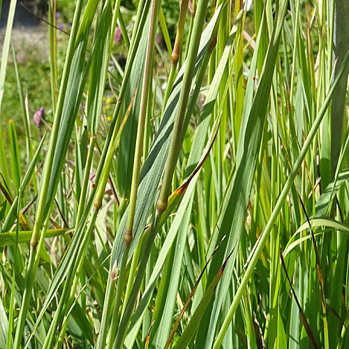 Berg-Reitgras / Calamagrostis varia