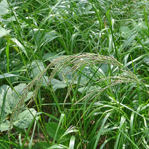 Wolliges Reitgras / Calamagrostis villosa