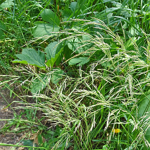 Wolliges Reitgras / Calamagrostis villosa