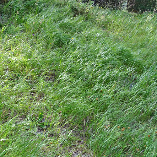 Wolliges Reitgras / Calamagrostis villosa