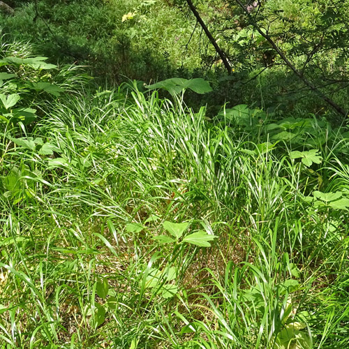 Wolliges Reitgras / Calamagrostis villosa