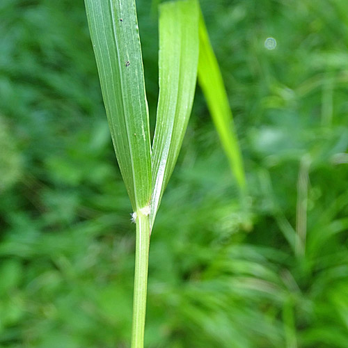 Wolliges Reitgras / Calamagrostis villosa