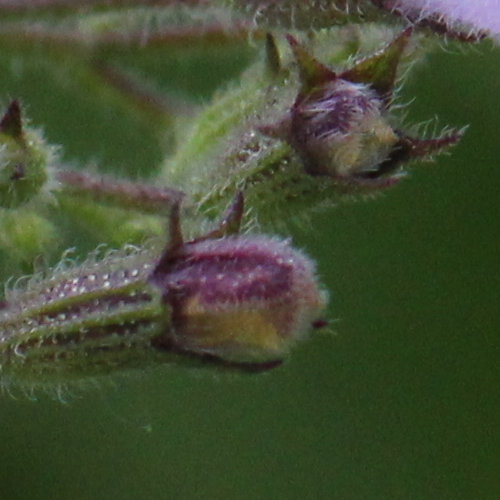 Wald-Bergminze / Calamintha menthifolia