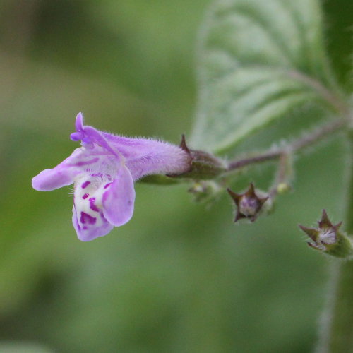 Wald-Bergminze / Calamintha menthifolia