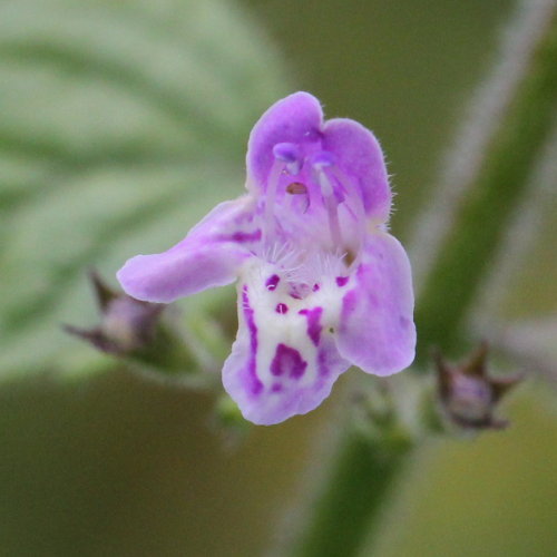 Wald-Bergminze / Calamintha menthifolia