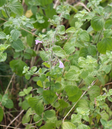 Wald-Bergminze / Calamintha menthifolia