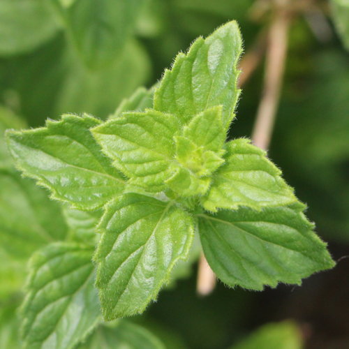 Wald-Bergminze / Calamintha menthifolia