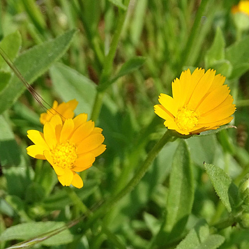 Acker-Ringelblume / Calendula arvensis