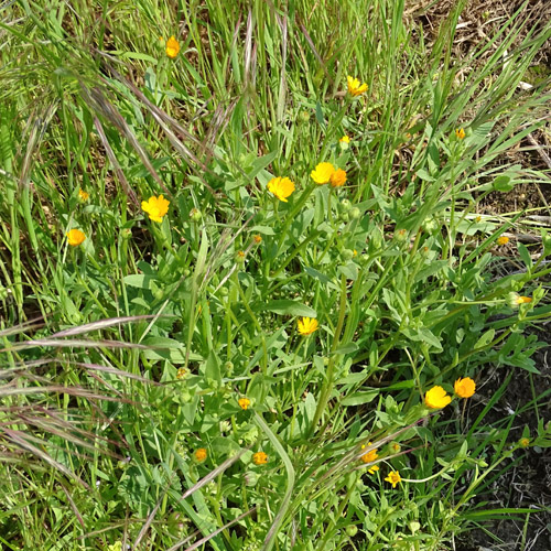 Acker-Ringelblume / Calendula arvensis