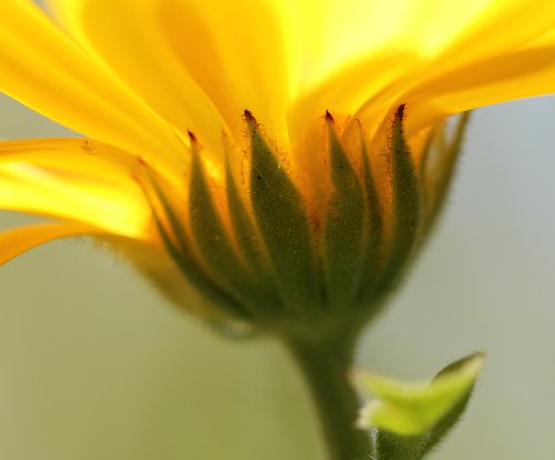 Garten-Ringelblume / Calendula officinalis