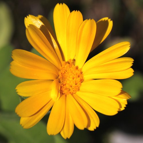 Garten-Ringelblume / Calendula officinalis