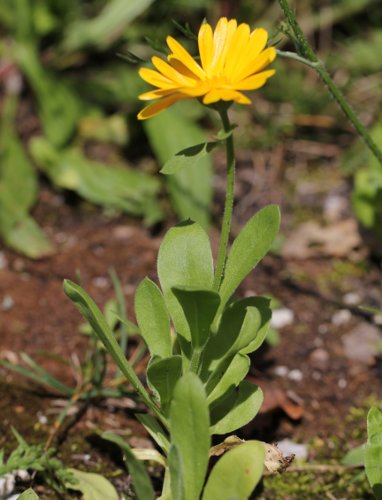Garten-Ringelblume / Calendula officinalis