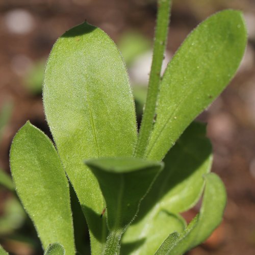 Garten-Ringelblume / Calendula officinalis