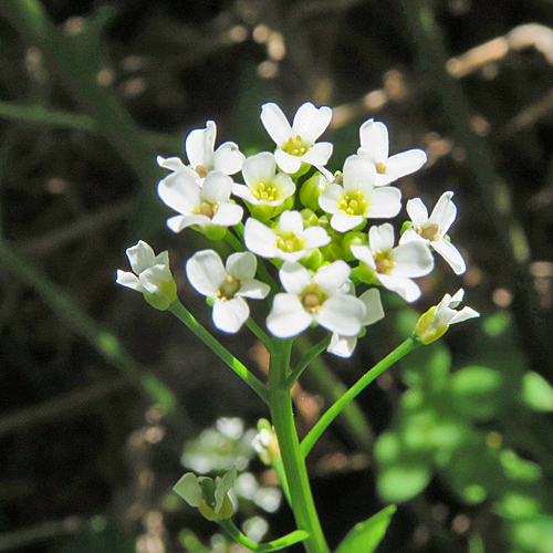 Wendich / Calepina irregularis