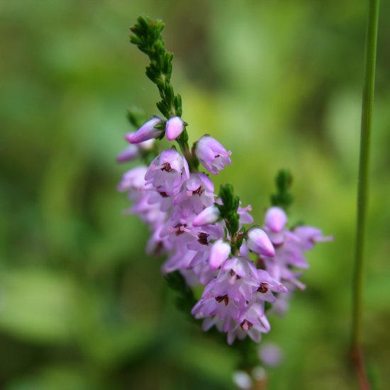 Besenheide / Calluna vulgaris