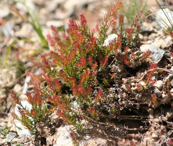 Besenheide / Calluna vulgaris