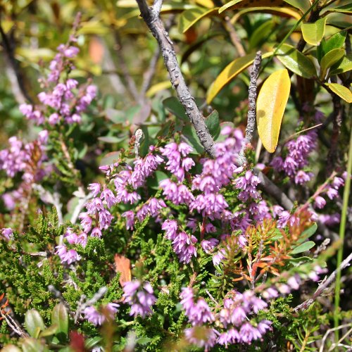 Besenheide / Calluna vulgaris