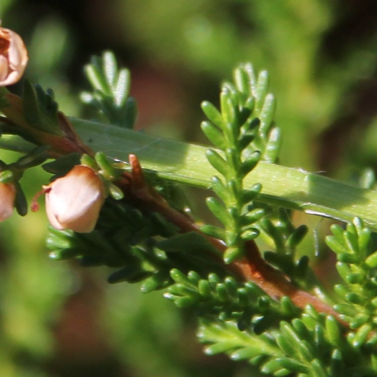 Besenheide / Calluna vulgaris