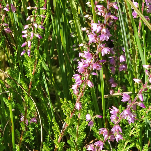 Besenheide / Calluna vulgaris