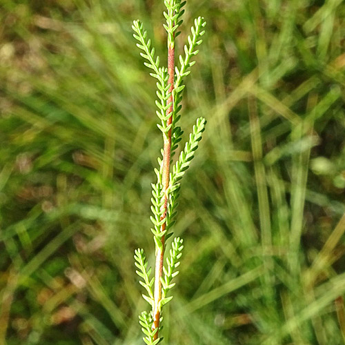 Besenheide / Calluna vulgaris