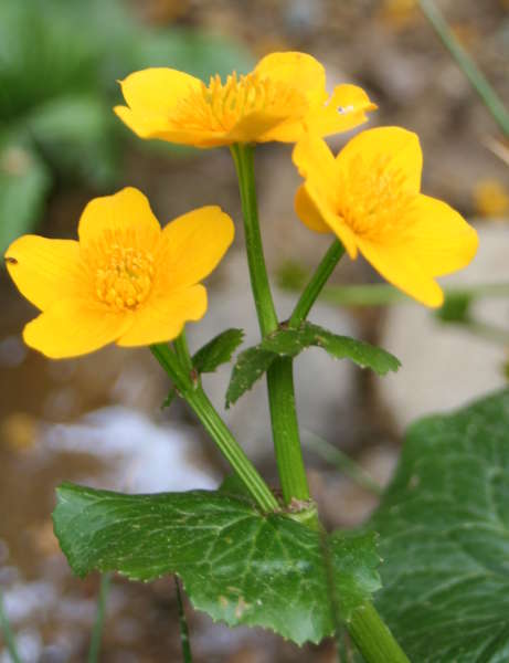 Sumpfdotterblume / Caltha palustris