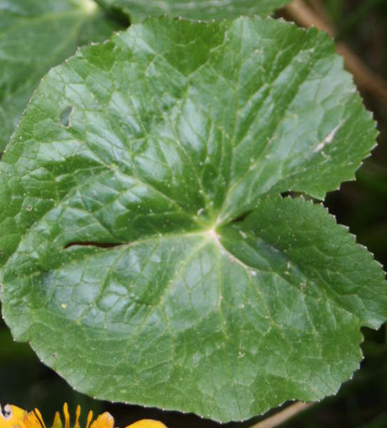 Sumpfdotterblume / Caltha palustris