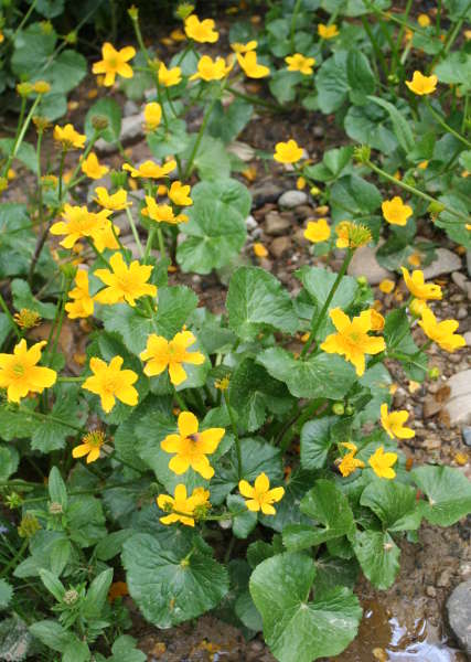 Sumpfdotterblume / Caltha palustris