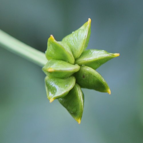 Sumpfdotterblume / Caltha palustris