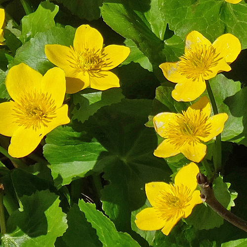 Sumpfdotterblume / Caltha palustris