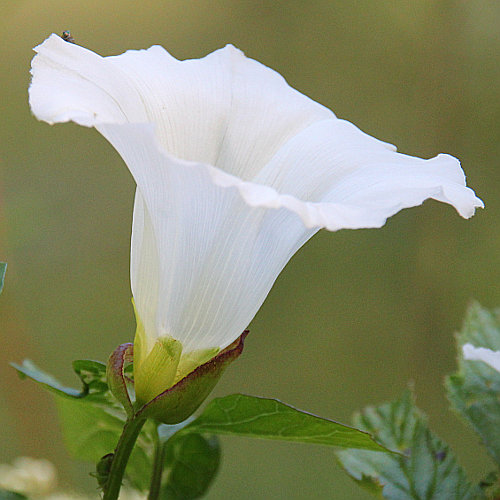 Echte Zaunwinde / Calystegia sepium subsp. sepium