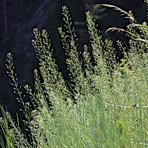 Kleinfrüchtiger Leindotter / Camelina microcarpa