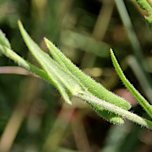 Kleinfrüchtiger Leindotter / Camelina microcarpa