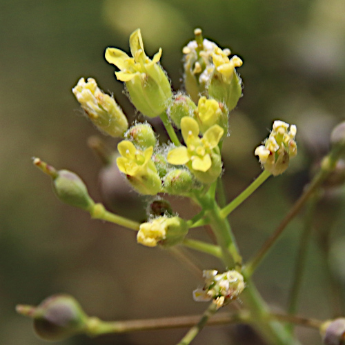 Kleinfrüchtiger Leindotter / Camelina microcarpa