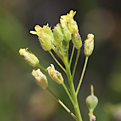 Kleinfrüchtiger Leindotter / Camelina microcarpa