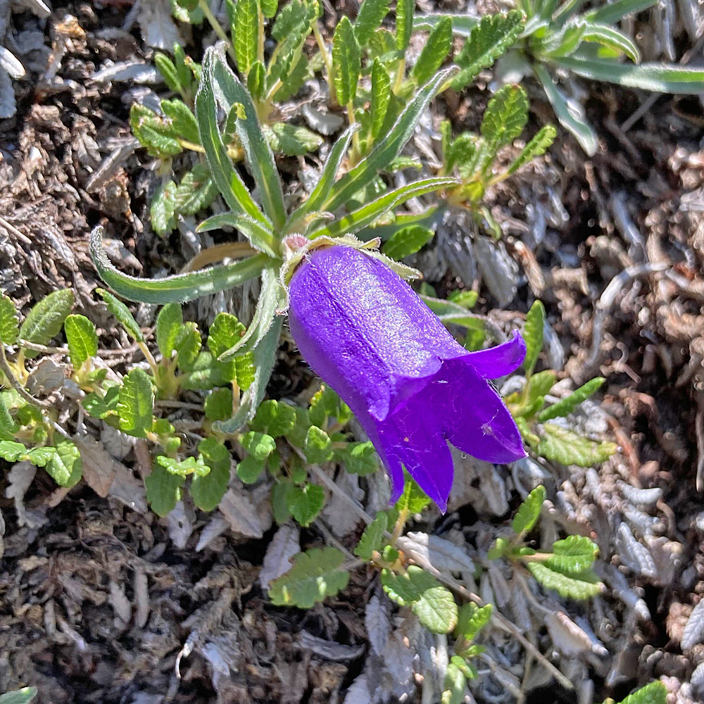 Allionis Glockenblume / Campanula alpestris (Foto: ©Christian Kaderli) Allionis Glockenblume / Campanula alpestris