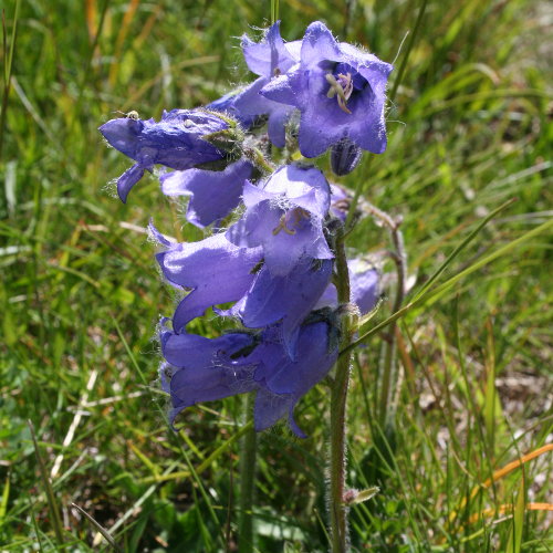 Bärtige Glockenblume / Campanula barbata