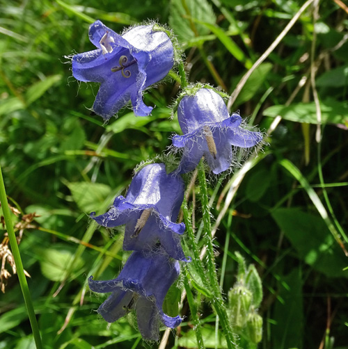 Bärtige Glockenblume / Campanula barbata