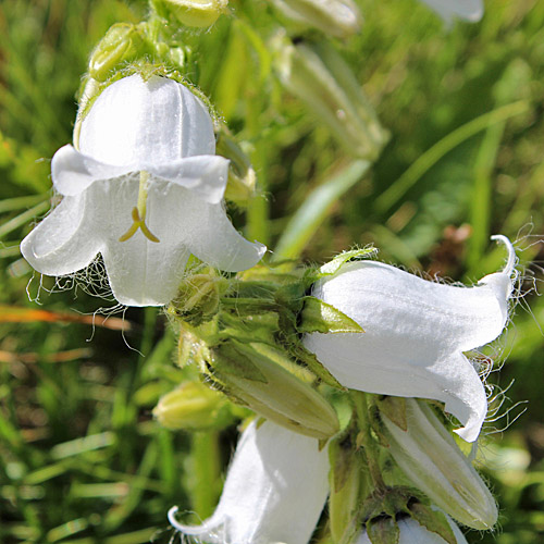 Bärtige Glockenblume / Campanula barbata