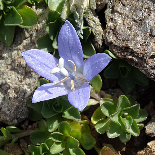 Mont Cenis-Glockenblume / Campanula cenisia