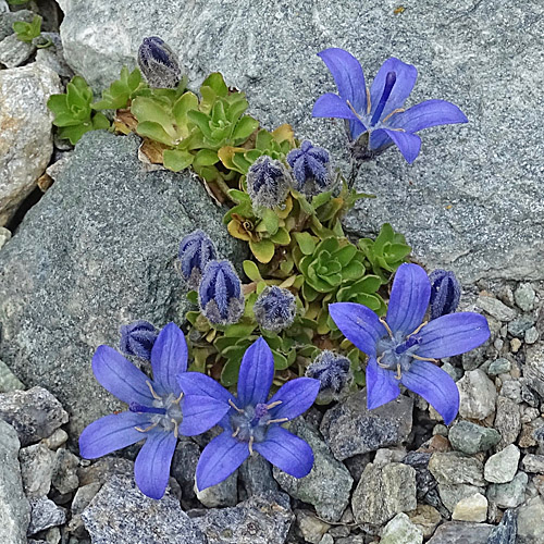 Mont Cenis-Glockenblume / Campanula cenisia