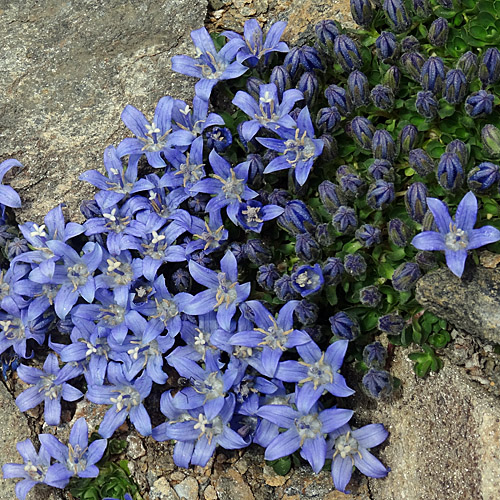 Mont Cenis-Glockenblume / Campanula cenisia