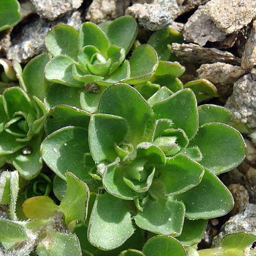 Mont Cenis-Glockenblume / Campanula cenisia