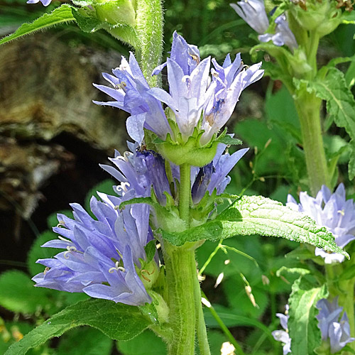 Borstige Glockenblume / Campanula cervicaria