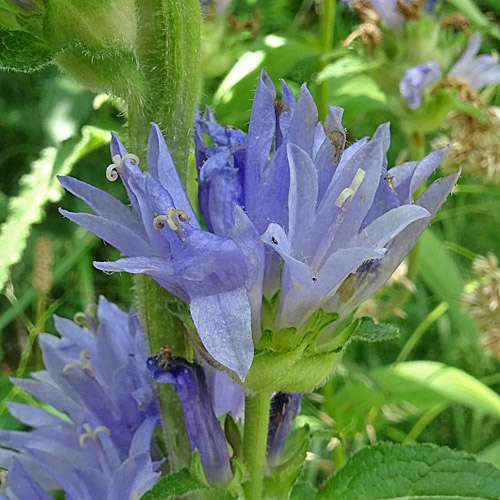 Borstige Glockenblume / Campanula cervicaria