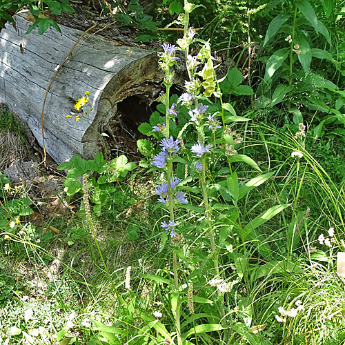 Borstige Glockenblume / Campanula cervicaria