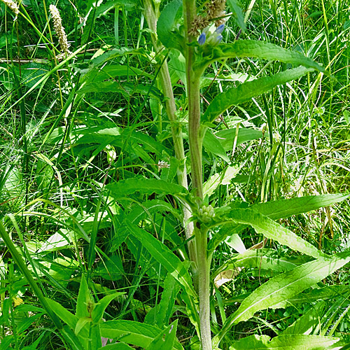 Borstige Glockenblume / Campanula cervicaria