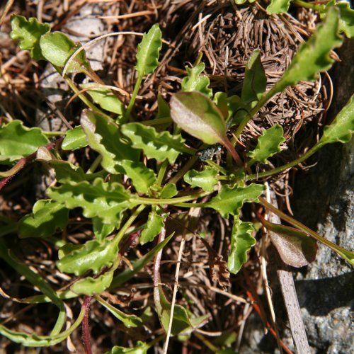 Niedliche Glockenblume / Campanula cochleariifolia