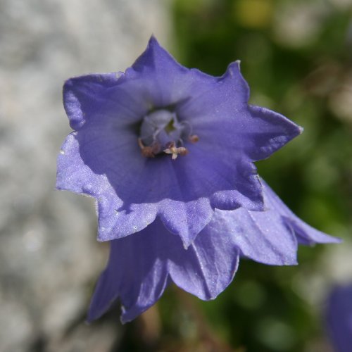 Niedliche Glockenblume / Campanula cochleariifolia