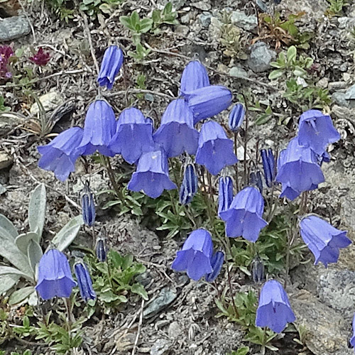 Niedliche Glockenblume / Campanula cochleariifolia