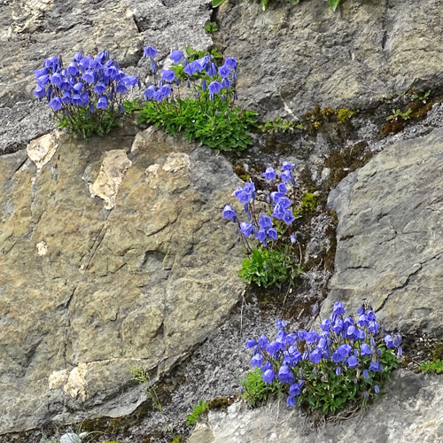 Niedliche Glockenblume / Campanula cochleariifolia